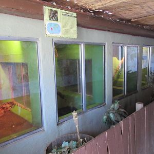 Sierra Safari Zoo (Nevada) - Green Iguana/Two-Toed Sloth/Boa Constrictor Ex