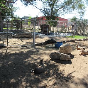 Sierra Safari Zoo (Nevada) - Mara Exhibit