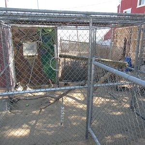 Sierra Safari Zoo (Nevada) - Ring-Tailed Lemur Exhibit