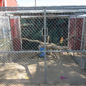 Sierra Safari Zoo (Nevada) - Black-Capped Capuchin Exhibit