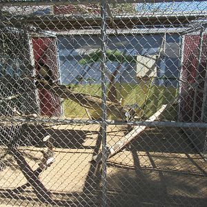 Sierra Safari Zoo (Nevada) - Vervet Monkey Exhibit
