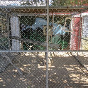 Sierra Safari Zoo (Nevada) - Kinkajou Exhibit
