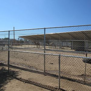 Sierra Safari Zoo (Nevada) - Dromedary Exhibit