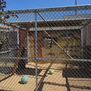 Sierra Safari Zoo (Nevada) - Olive Baboon Exhibit