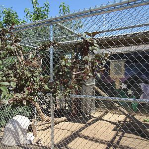 Sierra Safari Zoo (Nevada) - Vervet Monkey Exhibit #2