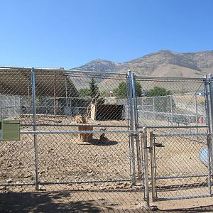 Sierra Safari Zoo (Nevada) - Aoudad Exhibit