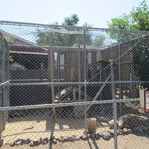 Sierra Safari Zoo (Nevada) - Serval Exhibit #1