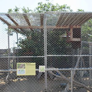 Sierra Safari Zoo (Nevada) - Bobcat Exhibit