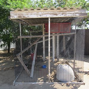 Sierra Safari Zoo (Nevada) - Lady Amherst's Pheasant Exhibit