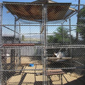 Sierra Safari Zoo (Nevada) - Serval Exhibit #2