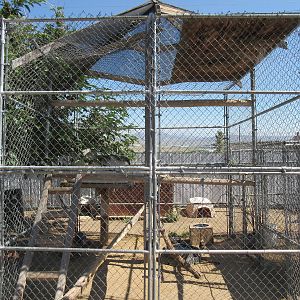 Sierra Safari Zoo (Nevada) - Canadian Lynx Exhibit