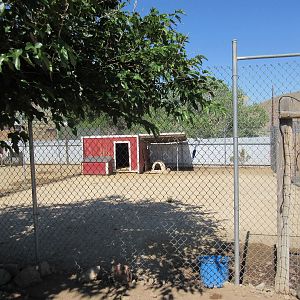 Sierra Safari Zoo (Nevada) - Reeve's Muntjac Exhibit