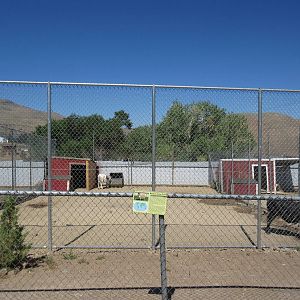 Sierra Safari Zoo (Nevada) - Miniature Sicilian Donkey Exhibit