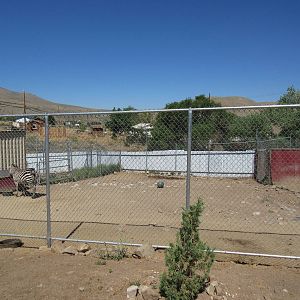 Sierra Safari Zoo (Nevada) - Grant's Zebra Exhibit #2