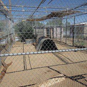 Sierra Safari Zoo (Nevada) - Lion Exhibit #1