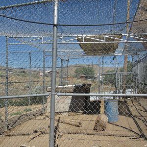Sierra Safari Zoo (Nevada) - Lion Exhibit #2