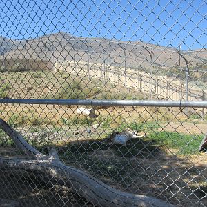Sierra Safari Zoo (Nevada) - Liger Exhibit