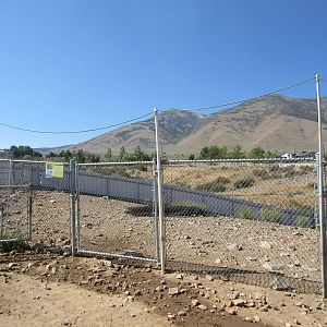 Sierra Safari Zoo (Nevada) - Miniature Zebu Exhibit