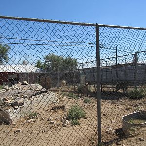 Sierra Safari Zoo (Nevada) - Spotted Hyena Exhibit