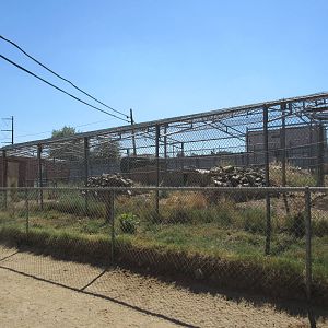 Sierra Safari Zoo (Nevada) - Leopard Exhibit
