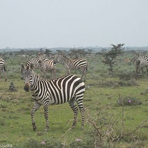 Roadside Zebras