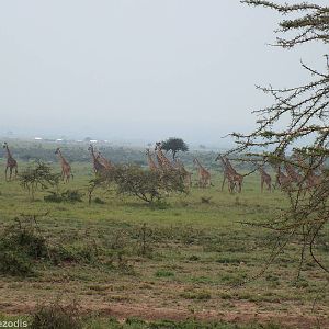 Large Group of Roadside Giraffes