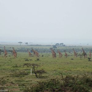 Large Group of Roadside Giraffes