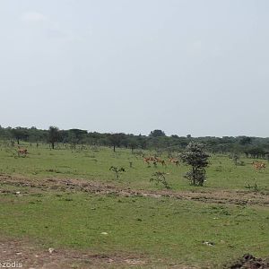 Galloping Impala