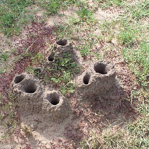 Termite Mounds