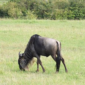 Wildebeest - Maasai Mara