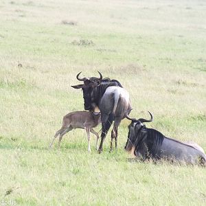 Wildbeest with Young - Maasai Mara