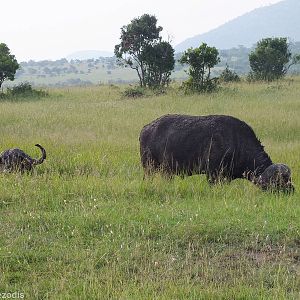 Cape Buffalos Encrusted with Mud - Maasai Mara