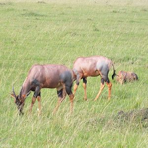Topi with Young - Maasai Mara