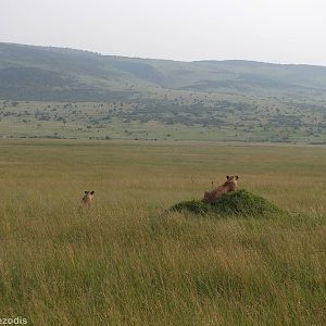Lionesses Watching over the Plain - Maasai Mara