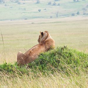 Lioness - Maasai Mara