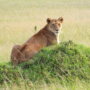 Lioness - Maasai Mara