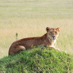 Lioness - Maasai Mara