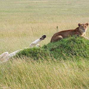 Lionesses - Maasai Mara