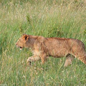 Lion Cub - Maasai Mara