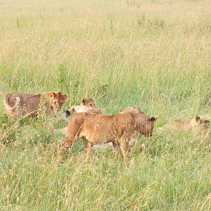 Lion Pride - Maasai Mara