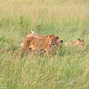 Lion Pride - Maasai Mara