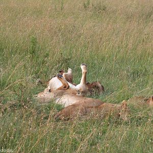 Lion Pride- Maasai Mara