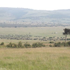 Huge Buffalo Herd - Maasai Mara