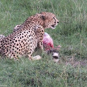 Cheetah eating a Warthog - Maasai Mara