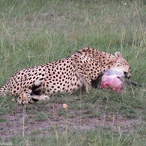 Cheetah Eating a Warthog - Maasai Mara