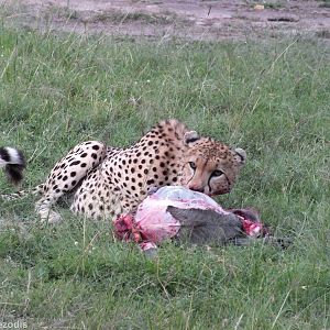 Cheetah Eating a Warthog - Maasai Mara