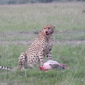 Cheetah Eating a Warthog - Maasai Mara