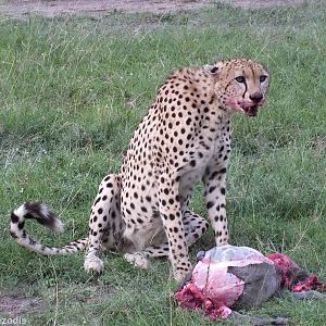 Cheetah Eating a Warthog - Maasai Mara