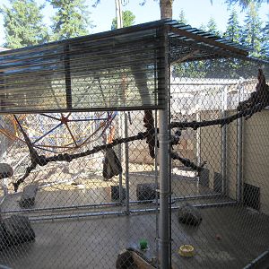 West Coast Game Park Safari (Oregon) - Ring-Tailed Lemur Exhibit