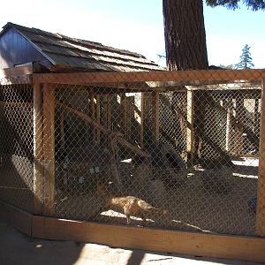 West Coast Game Park Safari (Oregon) - Red Fox/Silver Fox Exhibit